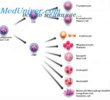 Регламент на разпространението на стволови клетки. Свойствата на стволови клетки