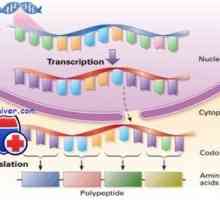 Регулирането на транскрипция и транслация в яйцеклетката