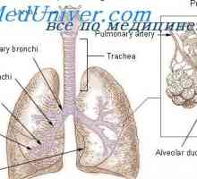 Регламент на дихателната акта на вдишване. Влиянието на дихателен апарат