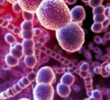 Rickettsia и rikketsiopodobnye микроорганизми: видове, заболявания, патогени