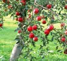 Растежът на въздушна част на ябълка
