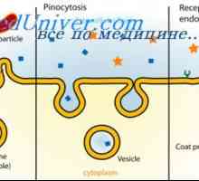 Характеристики на клетки. Ендоцитозата и поноцитоза