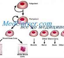 Самостоятелно подновяване на стволови клетки. В пролиферативна способност на стволови клетки