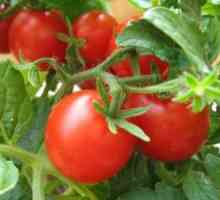 Избор и семена домати