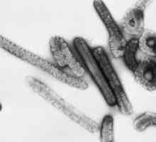Семейството на арбовируса, аренавируси и филовируси