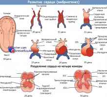 Развитието на сърцето в плода. Bookmark сърцето тръба в ембриона
