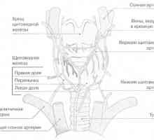 Щитовидната жлеза и паращитовидните жлези