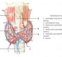 Щитовидната жлеза, ембриология, анатомия и хистология