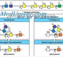 Синтезът на имуноглобулини. образуване на антитела