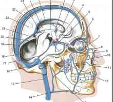 Синусите на твърдата мозъчна обвивка