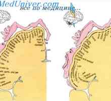 Премоторната област на мозъка. Допълнителна площ мотор