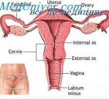 Физиологията на женските полови органи. хормоналната система на жената