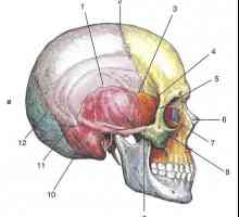Съединения на черепните кости