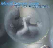 Ембрионални съединителната кожен слой. ембрионални ноктите