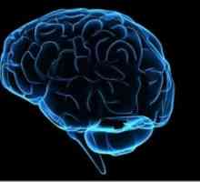 Епендимални съдовата система на мозъчните вентрикули на