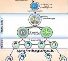Сперматогенезата. етапи на сперматогенезата