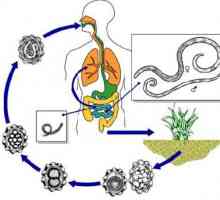 Етап на развитие и жизнения цикъл на човешкия кръгъл червей