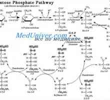 Освобождаването на енергия от глюкоза чрез пентоза цикъл фосфат. Превръщането на глюкоза в мазнини