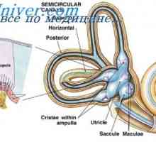Структурата на хорион въси. Растежът и развитието на плацентата и хорион