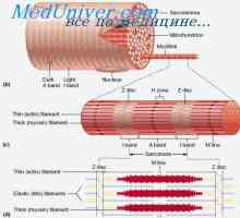 Структурата на мускулната тъкан. Мускулните влакна физиология