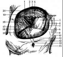 Структурата на спомагателната апарат на окото