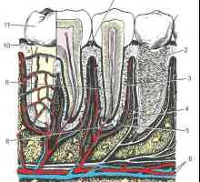 Структурата на зъба