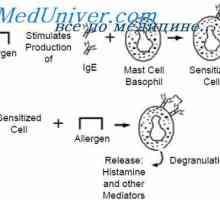 Структура IgE. Функциите на имуноглобулин Е