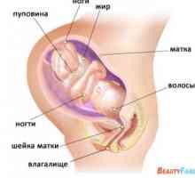 Бременност Седмица 7-та седмица на бременността, 8 седмица на бременността и 9 седмица от…
