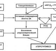 Комуникацията между синтезата на антифосфолипиден синдром и апоптоза