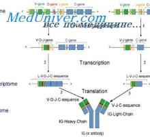 Информацията антитяло иРНК. МРНК структура на имуноглобулините
