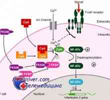 Такролимус, кортикостероиди и антитела за имуносупресия