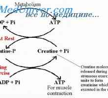 Силови мускули. издръжливостта на мускулите