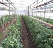 Технологията на отглеждане на домати в оранжерия