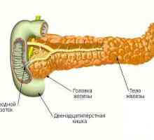 Панкреаса тяло