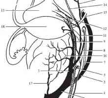 Топографска анатомия на органите на малкия таз. кръвоснабдяване