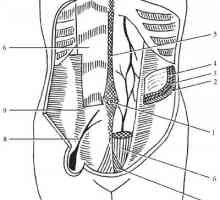 Топографска анатомия на предната коремна стена