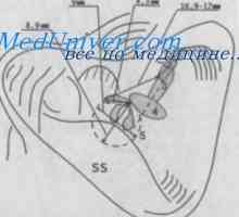 Топографията на endolymphatic канал и сак. ВиК охлюви.