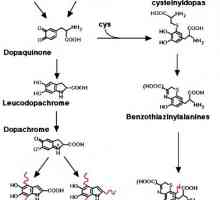 Melanostimuliruyuschy хормон. надбъбречните андрогени