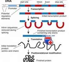 Транскрипция. Форми и видове РНК клетки