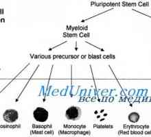 Трансплантация на стволови клетки в сърповидно-клетъчна анемия, синдром на Diamond Черно фен