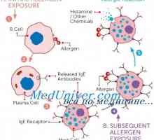 Мастоцитните клетки при алергични реакции