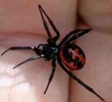 Spider захапка: симптоми, ефекти, симптоми, оказване на първа помощ