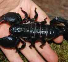 Scorpion ухапвания: първа помощ, последствията от това, че?