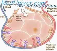 Стабилност белите дробове кислород. Теоретично единична доза белодробен кислород интоксикация