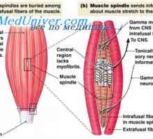 Gamma еферентните система на мускулното съкращение. Стабилизиране на положението на тялото