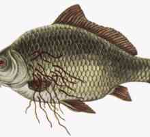 Коя риба opisthorchiasis дали има море, река, сушени, как да се готвя?