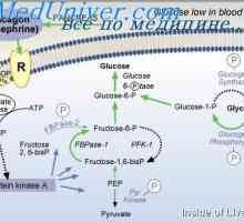 Важността на регулацията на глюкозата. захарен диабет