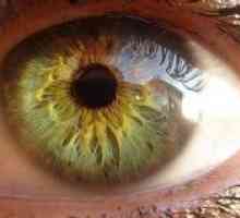Вегетативната инервация на окото и прилежащите органи,