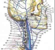 Вените на главата и шията. мозъчните вени