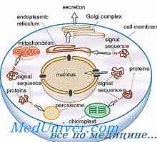 Гликокаликса. Клетъчни органели и цитоплазма